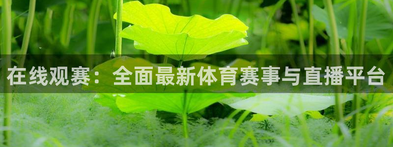 在线观赛：全面最新体育赛事与直播平台